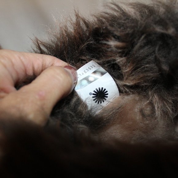 NIB UGG TALL POSH‎ FUR SUEDE LIMITED BOOTS BEACHWOOD BROWN TAN - Picture 7 of 9